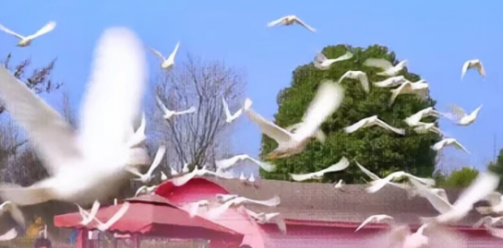 本世纪最「2」的一天，宜相爱