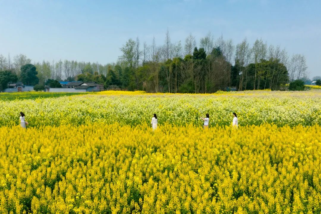 5种颜色！安仁这片彩色油菜花美极啦！