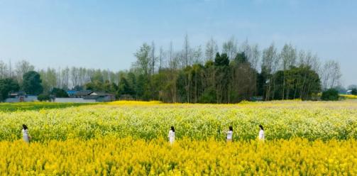 5种颜色！安仁这片彩色油菜花美极啦！