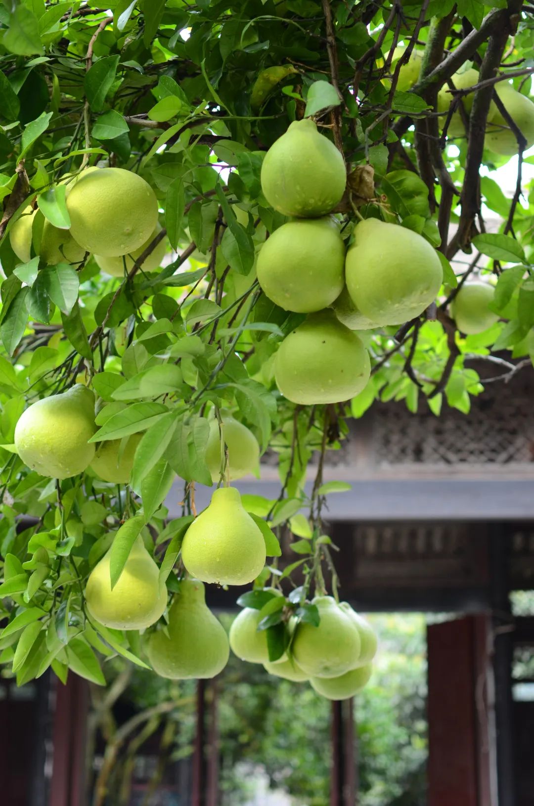 创新经营模式！安仁古镇“云旅游”正式上线