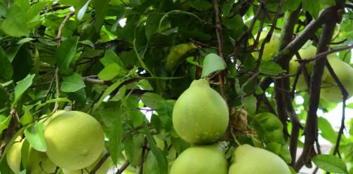 创新经营模式！安仁古镇“云旅游”正式上线