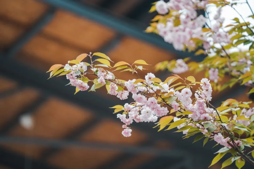 魔镜：安仁南岸美村是我见过最美的公园