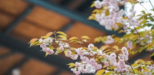 魔镜：安仁南岸美村是我见过最美的公园