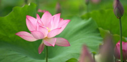 超美！安仁这里百亩荷花盛开