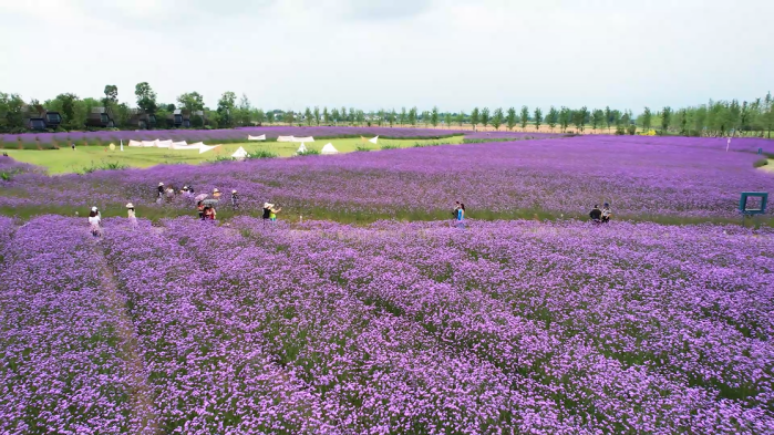立秋｜暑意渐退蝉鸣消 捕捉安仁第一抹秋意