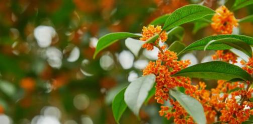 拥秋入怀 芬芳入梦丨安仁公馆邀您赏桂